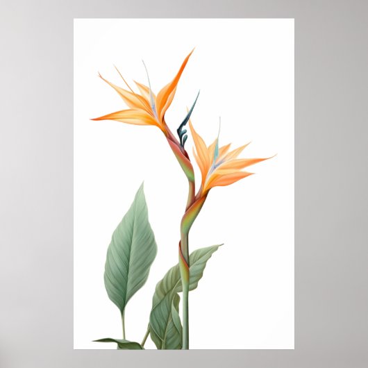 Poster Oiseau du dessin du paradis (fleur) (Devant)