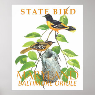 Poster Oiseau du Maryland L'Icterus galbula