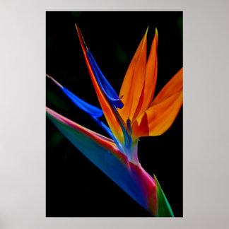 Poster Oiseau du Paradis