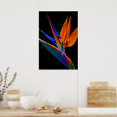 Poster Oiseau du Paradis (Cuisine)