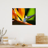 Poster Oiseau du Paradis (Cuisine)