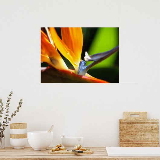 Poster Oiseau du Paradis (Cuisine)