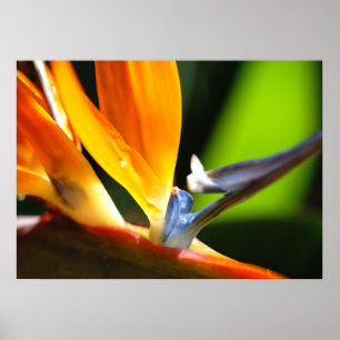 Poster Oiseau du paradis