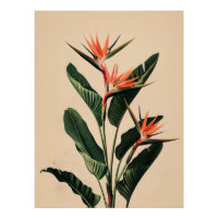 Oiseau du Paradis