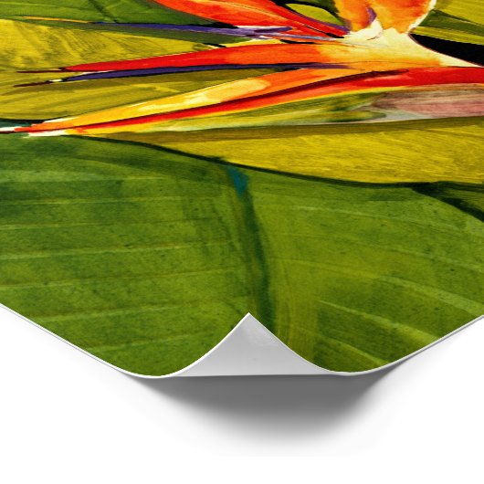 Poster Oiseau du Paradis (Coin)