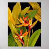 Poster Oiseau du Paradis (Devant)