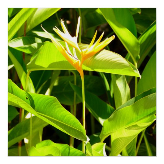 Poster Oiseau du Paradis (Devant)
