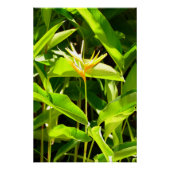 Poster Oiseau du Paradis (Devant)