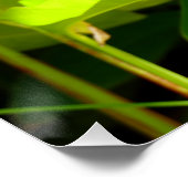 Poster Oiseau du Paradis (Coin)