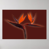 Poster Oiseau du Paradis (Devant)