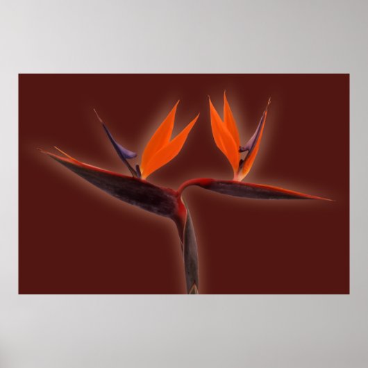 Poster Oiseau du Paradis (Devant)