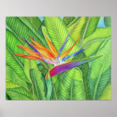 Poster Oiseau du Paradis (Devant)