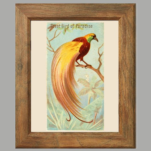 Poster Oiseau du Paradis, Galerie Wall Set de 6, 4/6 Post