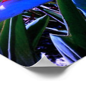 Poster Oiseau du Paradis Hawaï (Coin)