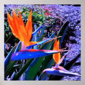 Poster Oiseau du Paradis Hawaï (Devant)