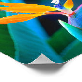 Poster Oiseau Du Paradis (Hawaï) (Coin)