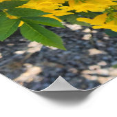 Poster Oiseau du Paradis - Photo (Coin)