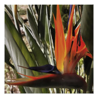 Oiseau du Paradis Strelitzia Reginae Acrylique Pai