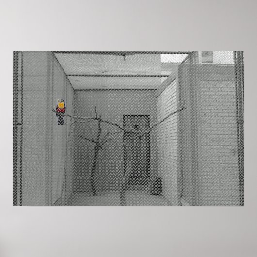 Poster Oiseau en cage (Devant)
