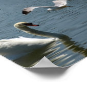 Poster Oiseau et cygne Jouer sur un (Coin)