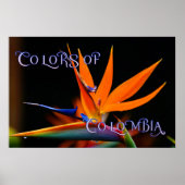 Poster Oiseau flamboyant du Paradis Fleur (Devant)