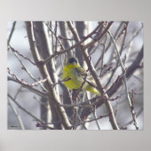 Poster - Oiseau jaune dans les branches (Devant)