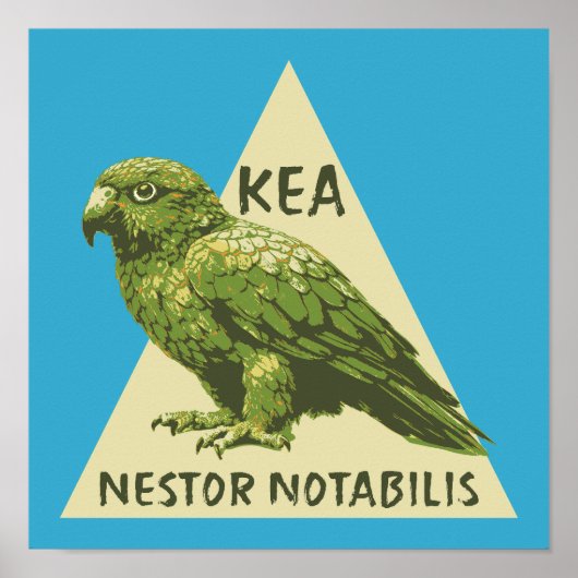Poster oiseau Kea de Nouvelle-Zélande (Devant)