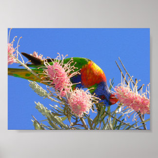 Poster Oiseau Loriquet Arc-en-Ciel Coloré Mangeant du Nec