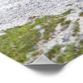 Poster Oiseau maternel et grues de Sandhill d'oiseaux (Coin)