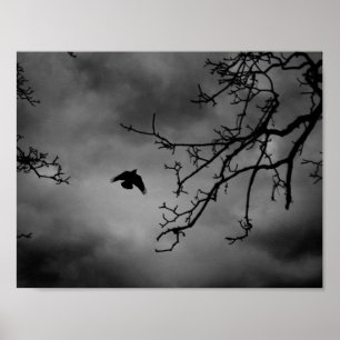 Poster Oiseau mystérieux en vol