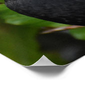 Poster Oiseau noir (Coin)