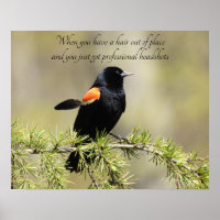 Oiseau-noir à ailes rouges - Humour de jour des ch