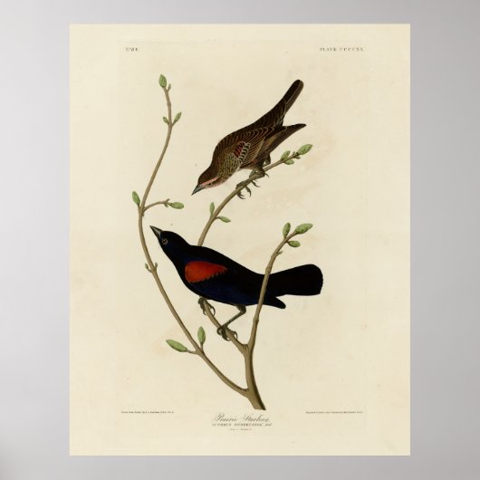 Poster Oiseau noir à ailes rouges - Oiseaux d'Amérique d' (Devant)