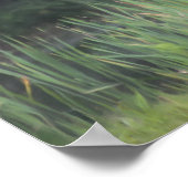 Poster Oiseau-noir à ailes rouges solitaires peinture nat (Coin)