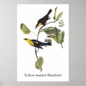 Poster Oiseau-noir à tête jaune - John Audubon (Devant)