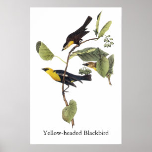 Poster Oiseau-noir à tête jaune - John Audubon