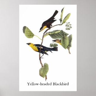 Poster Oiseau-noir à tête jaune - John Audubon