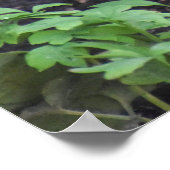 Poster Oiseau-noir féminin (Coin)