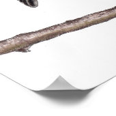 Poster Oiseau noir (Turdus Merula) (Coin)