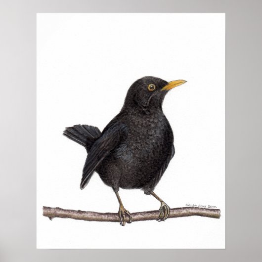 Poster Oiseau noir (Turdus Merula) (Devant)