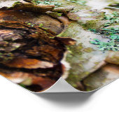 Poster Oiseau Peeling, Maine (Coin)