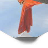 Poster Oiseau rouge avec Psaumes Hope Bible Verse (Coin)