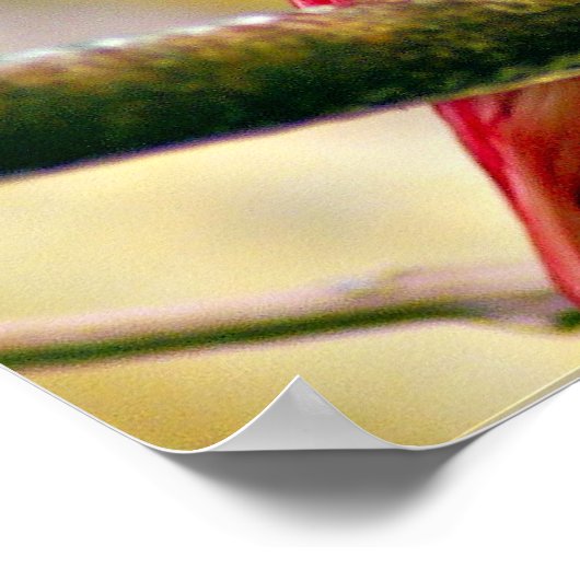 Poster Oiseau rouge Pompadour Cotinga (Coin)