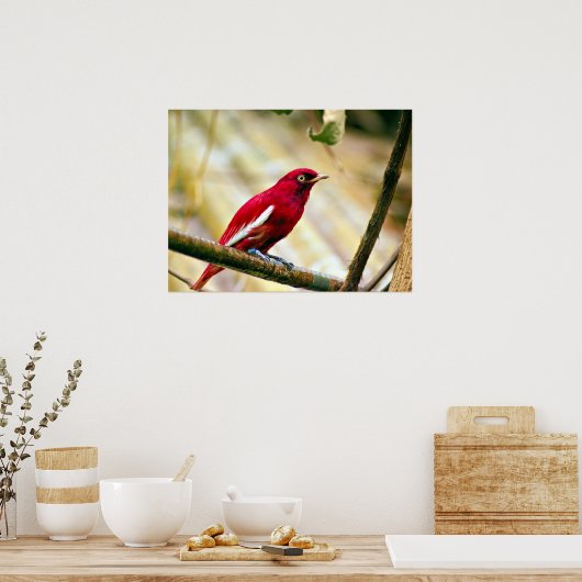 Poster Oiseau rouge Pompadour Cotinga (Cuisine)