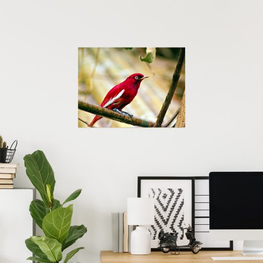 Poster Oiseau rouge Pompadour Cotinga (Bureau à domicile)