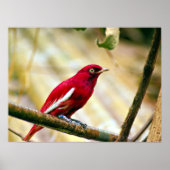 Poster Oiseau rouge Pompadour Cotinga (Devant)