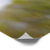 Poster Oiseau roux (Coin)