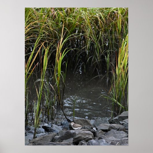 Poster Oiseau sur les rochers (Devant)