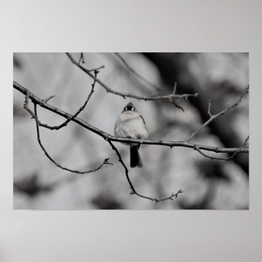 Poster Oiseau sur une branche (Devant)