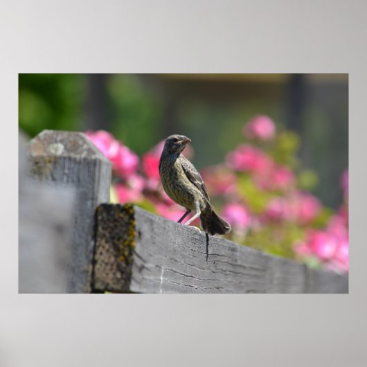 Poster Oiseau sur une clôture (Devant)